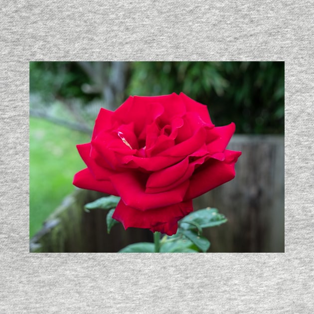 Royal William Hybrid tea red rose by fantastic-designs